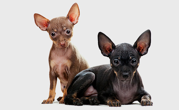 Kedi ve Köpeklerde Pire